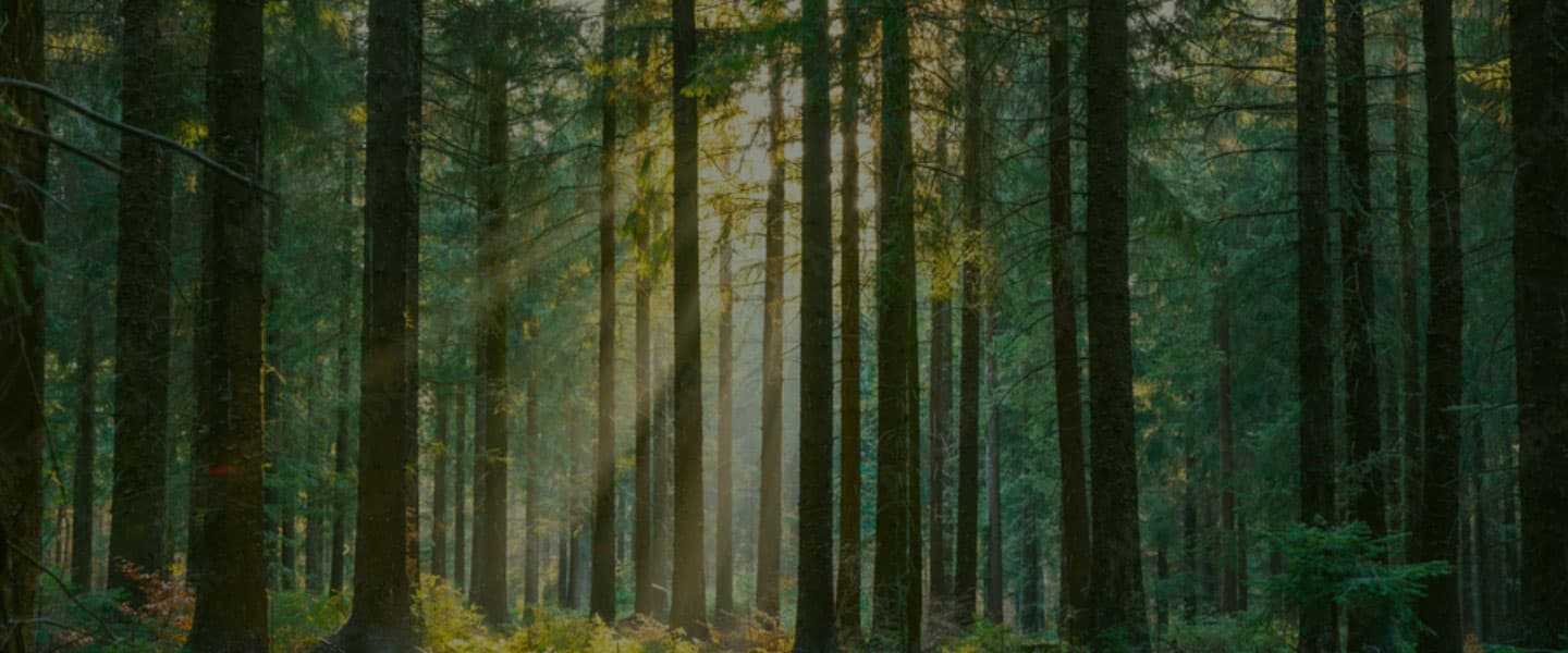 trees background